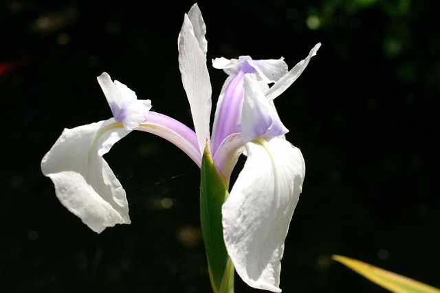 FH_VP_0041(Iris laevigata blue).jpg - Iris laevigata blue